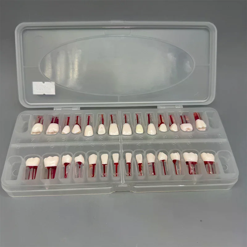 

Набор из 28 аксессуаров/деталей: Модель зубов для эндодонтии, полноразмерная модель для практики и изучения корневых каналов, эндо-блок для обучения