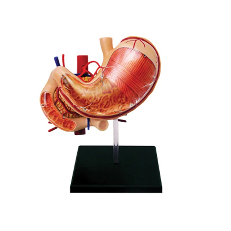 4D Master Human Stomach Organs Anatomy Assembled Model Medical Educational Anatomical Vision Puzzle Toys