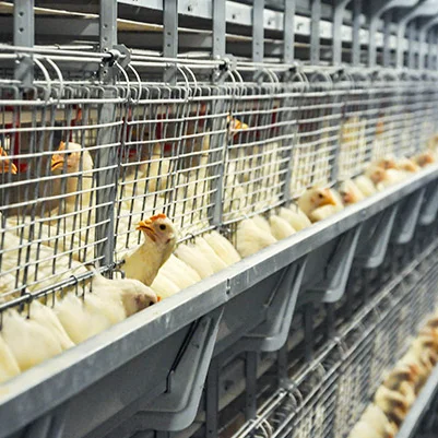 Cage H-type Layer Fully Automated for Layers Poultry Farming Egg Automatic Battery Cages Chickens Farm Cage