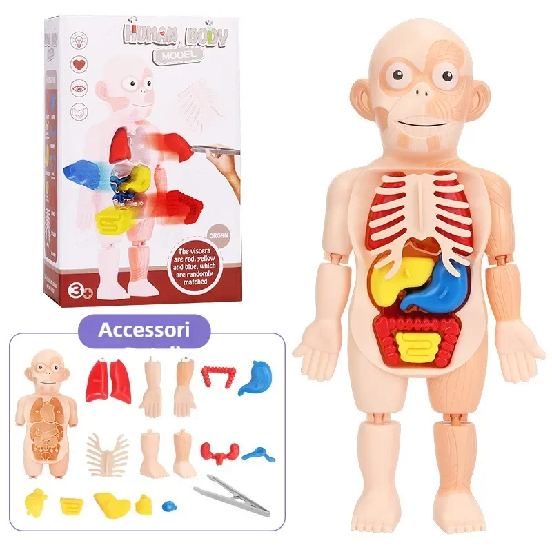 Children's Educational Human Organs Model Ornaments DIY Assembled Medical Early Education Cognitive Science Toys Jigsaw Puzzle