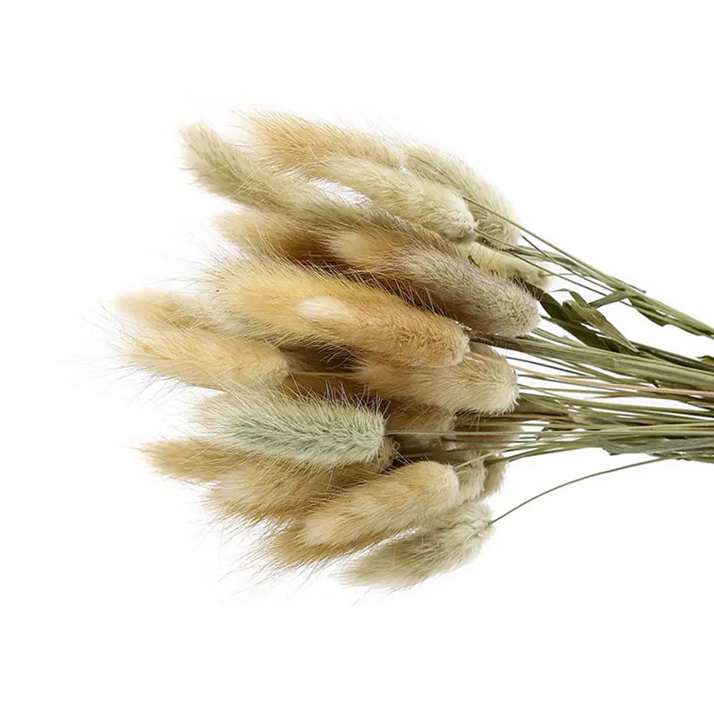 50 Piezas de Ramilletes de Hierba Pennisetum Seca, Cola de Conejo, Tallos Naturales Realistas para Librerías, Comedores, Dormitorios, Mesas de Café, Decoración Festiva