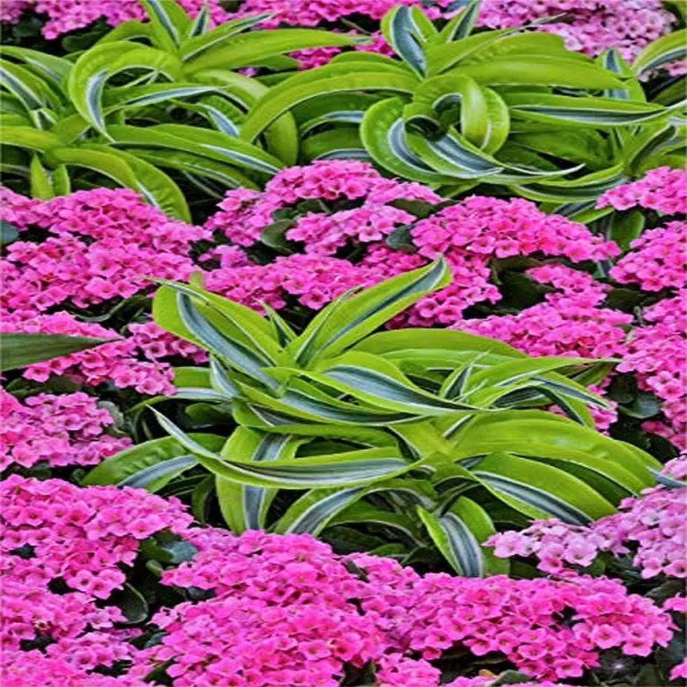 

Large 24x36 Pink & Green Conservatory Photo Print at Longwood Gardens, PA