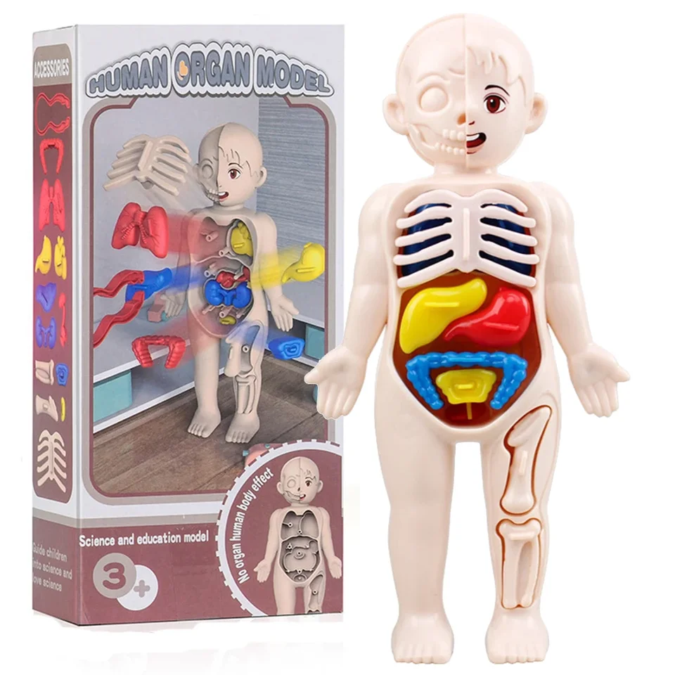 Crianças biologia ciência brinquedo corpo humano órgão anatomia modelo diy montado brinquedos médicos ferramentas de ensino para crianças aprendizagem