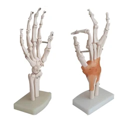 Medical Props Model Hand Joint Anatomical Skeleton Model Human Medical Anatomy School Teaching Supplies