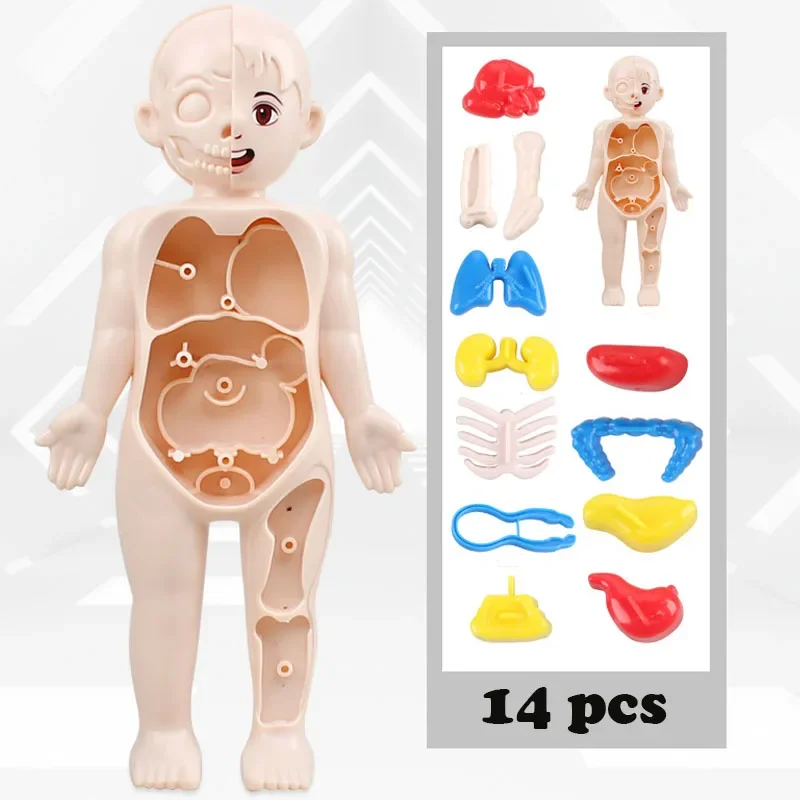 Zabawki Montessori dzieci nauka edukacja ludzkie ciało organ anatomia Model DIY zmontowane zabawki medyczne narzędzia dydaktyczne dziecko dzieci