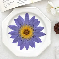 Pressed Water lilies large flower,dry flower embossed real plant DIY drip glue plant photo frames  crafts decoration,1pcs,8-15cm