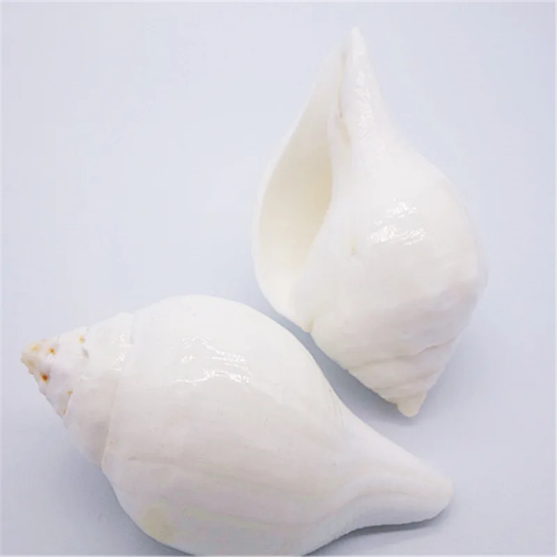 11CM White Conch Natural Indian Chank Shell Conch Home Wedding Furnishing Pieces Fish Tank Decoration Blowing Shankh Specimens