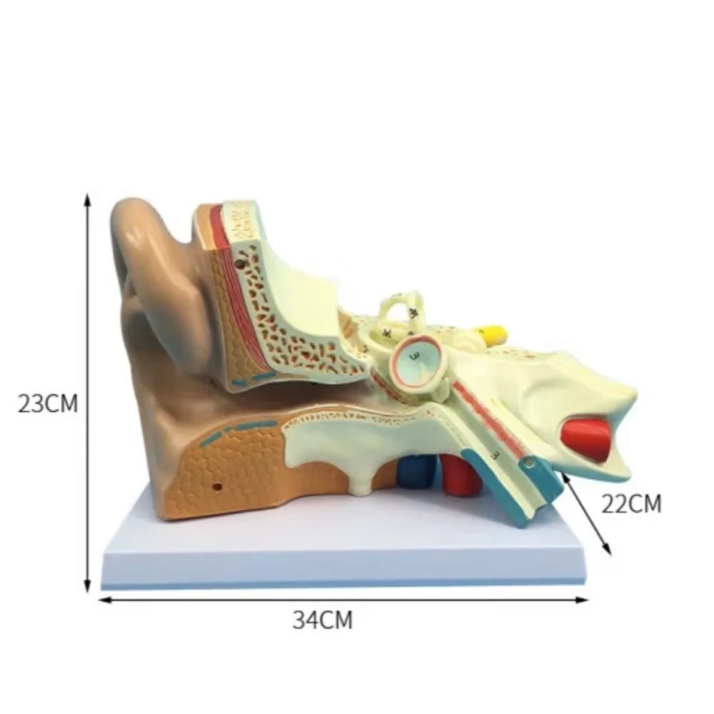 New 4x magnification ear 3-part anatomical model