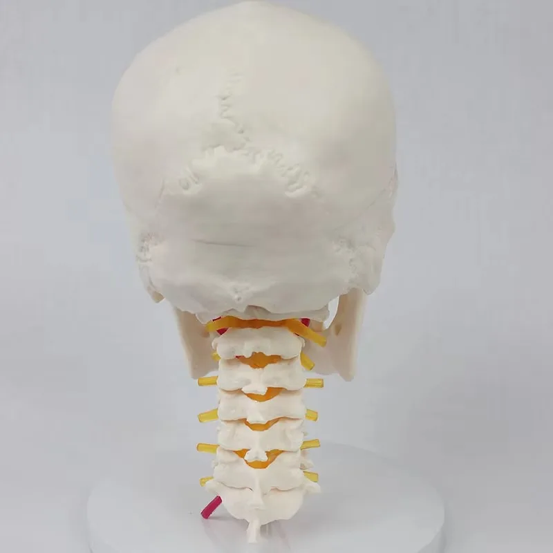 1:1 Human Skull with Cervical Vertebra 7 Parts with Cervical Vertebra ; Bone Suture Anatomical Model for Collectibles Display
