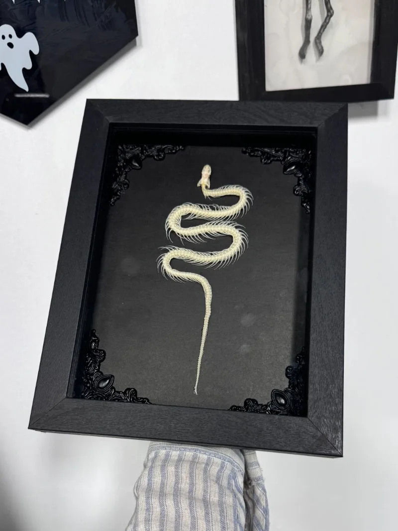 

Real Snake Shaped Retro Snake Bone Specimen Butterfly Specimen Birthday Gift Living Room Decoration Statues for Decoration