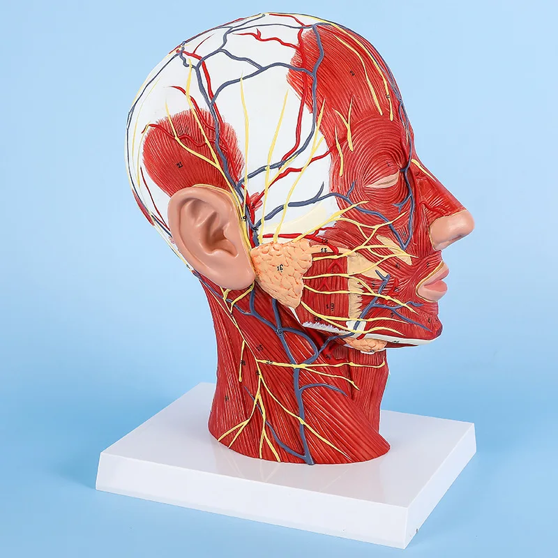 Teaching simulation of superficial neurovascular model of head