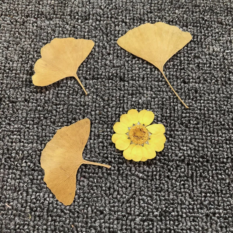 60 Stück gepresste getrocknete natürliche gelbe Ginkgo Biloba Maidenhair Blatt Pflanzen Herbarbelege für Schmuck Lesezeichen Handyhülle Postkarte Handwerk