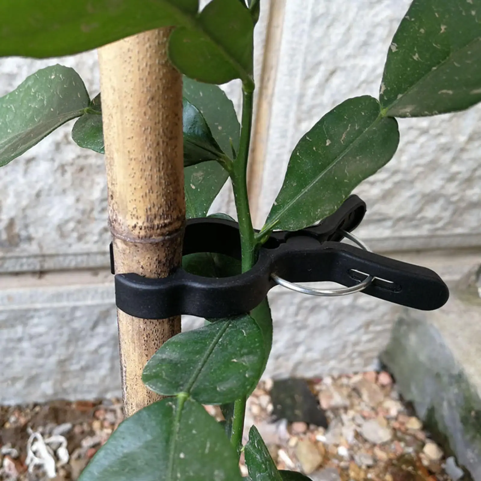 50Pcs Garden Plant Support Clips Durable Vines Flower Clamps Vegetables Plants