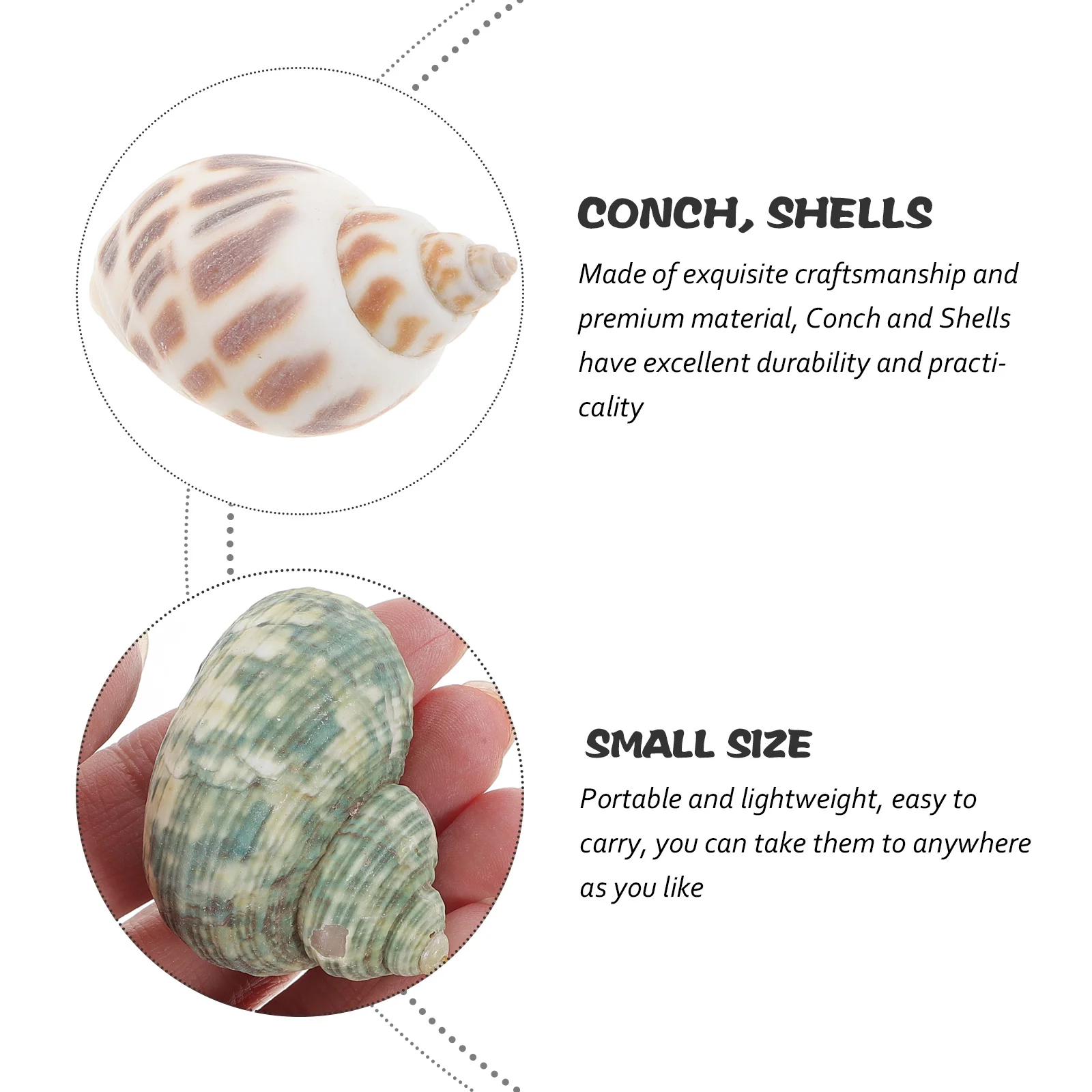 

1 Box Delicate Conch Shells Set for Aquarium Decor DIY Crafts Beach Themed Landscaping Desktop Adornment Natural Sea Shell