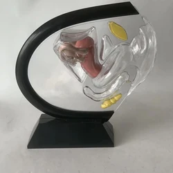 Transparent Uterus Model Visible Human Vagina Anatomical Model Female Reproductive Organ Model for Medical Educational Training