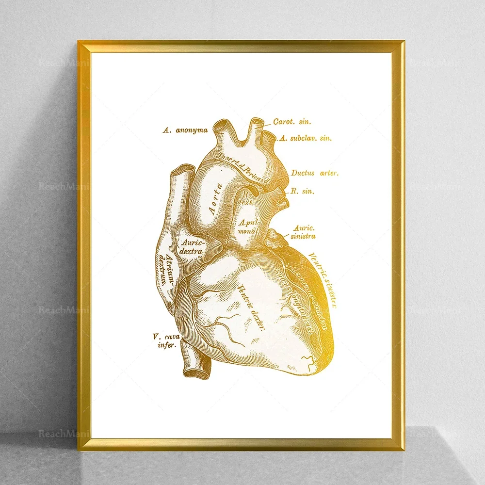 Heart anatomy, heart art print, heart structure, medical art, cardiology decorative poster