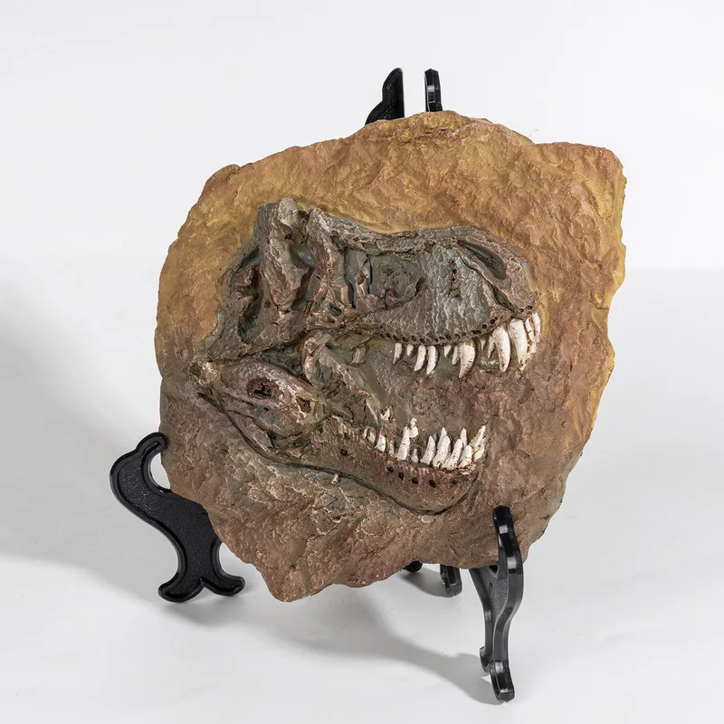 Dinosaur skull model, resin craft, zoo educational reference specimen, paleontological fossil, Megapodius wall decoration