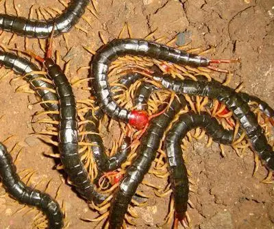 

1/10 TRX4 Slash 4X4 Stampede VXL 2WD 6851R 6851X 6852R 6852X of CVD Steel Front Rear Drive Shaft Assembly Heavy Duty