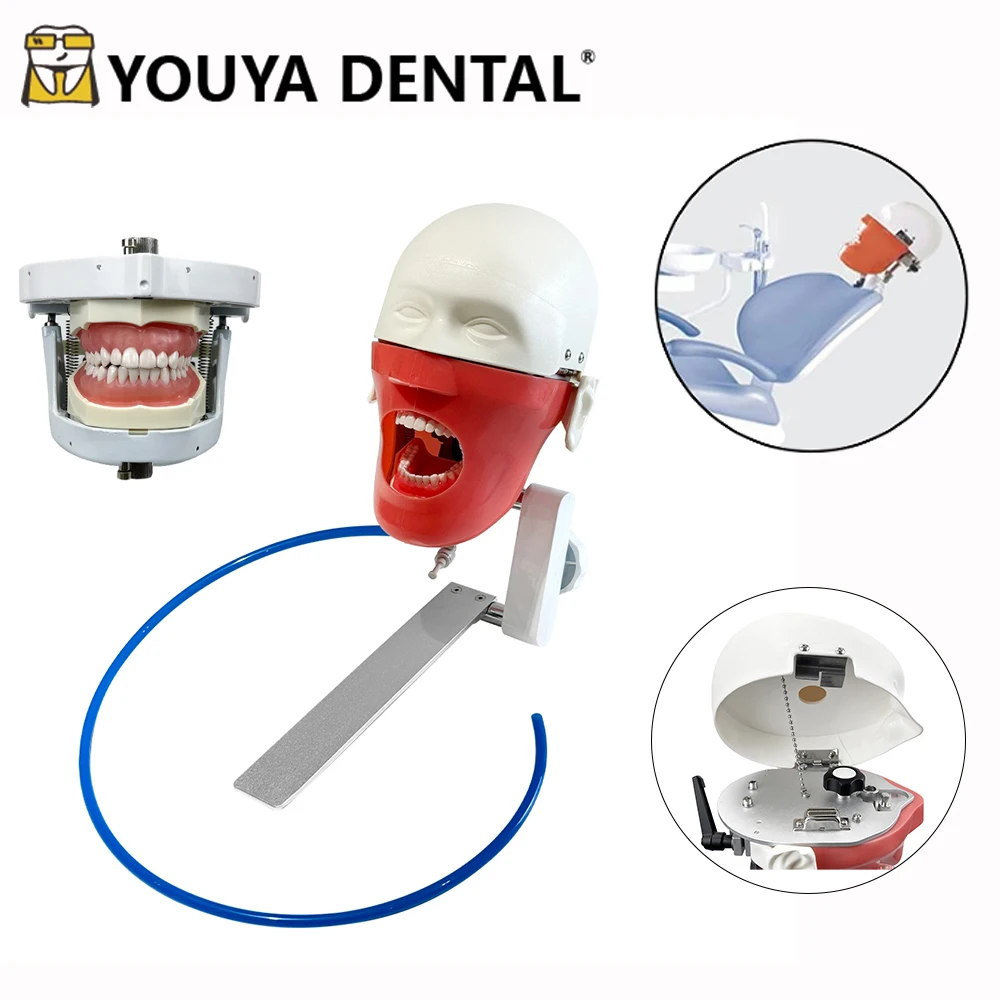 Dental Phantom Head Model Simulation Teeth Model Dental Simulator Detachable teeth Dental Clinic Dentist Practise Model