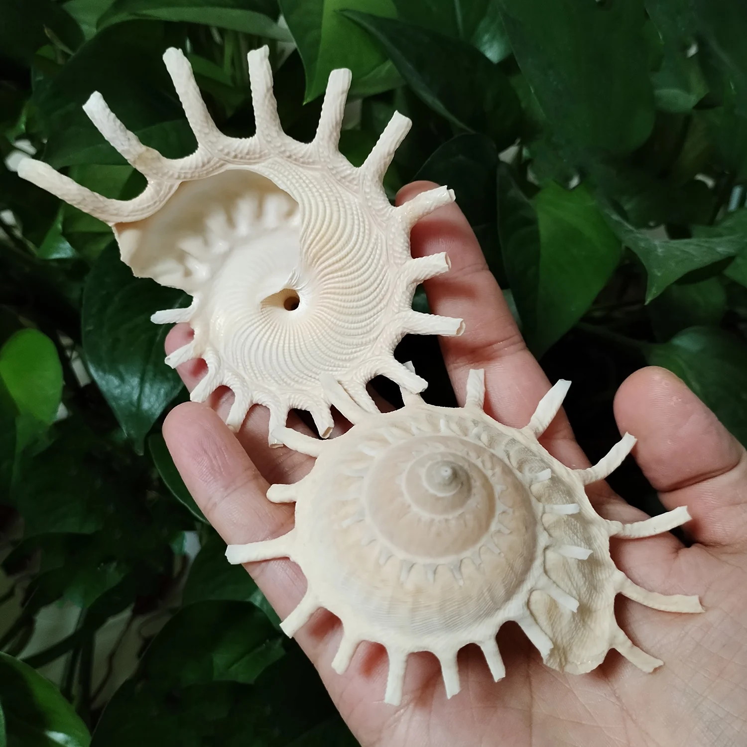 8-11CM Big Sunburst Carrier Shells Light Yellow Seashell Conch For Home Office Decorations Fish Tank Ornaments Collection