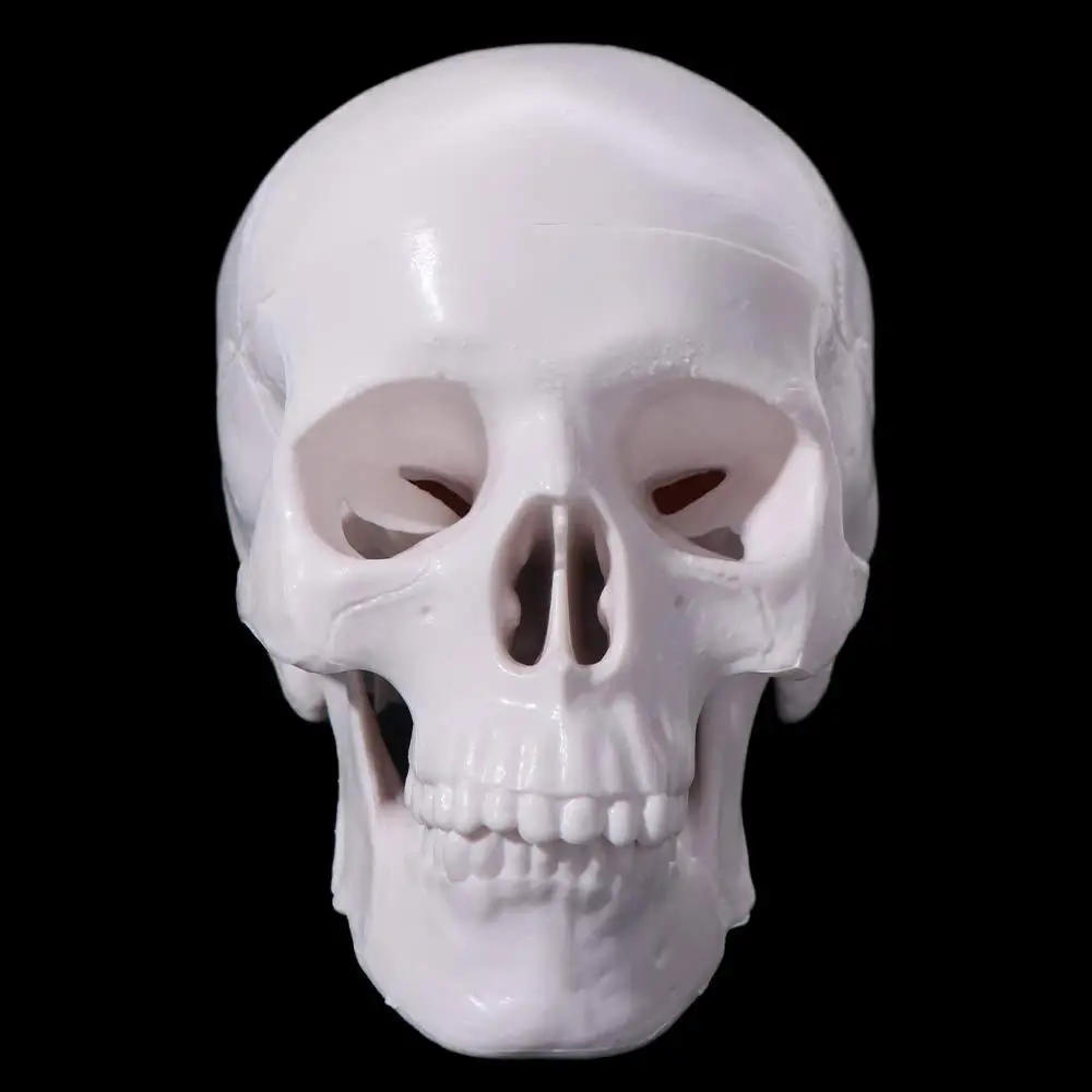 Fine Arts Removable Skull Model Convenient Skull Cap Human Head Model Resin Mini Anatomical Head Skull Teaching Supplies