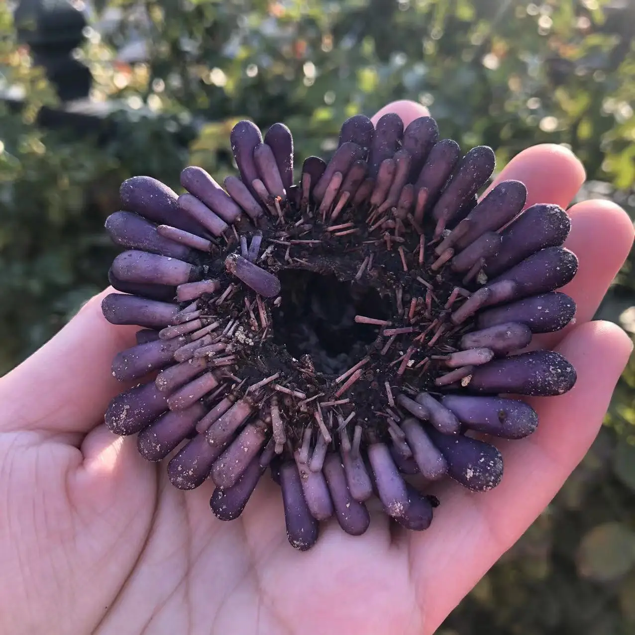 Natural Purple Helmet Urchin Shell & Conch, Mediterranean Ocean Style DIY Succulent Planter, Creative Ornament view 2