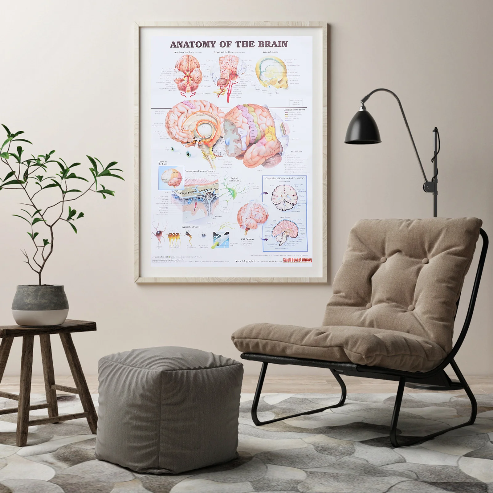 Analysis Poster Brain Model Human Anatomy Chart Science Printed Muscle Anatomical Office