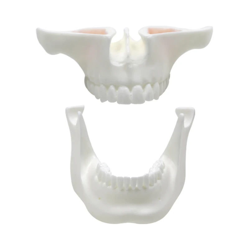 

Corundum Teeth Model Dental Educational Teaching Model Dentistry Tools