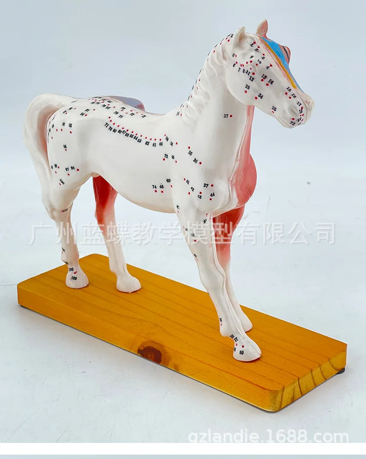 Veterinarian's Horse Equine Acupuncture Model In Trauma Anatomy Skeleton Dental Anatomical Shadow Medical Training Manikins