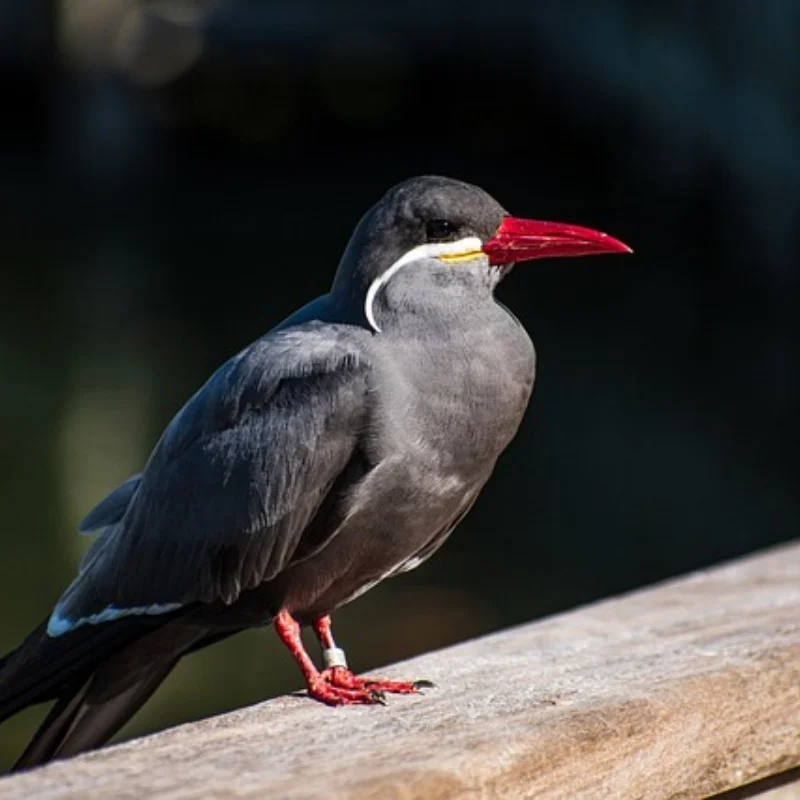 

4 шт. 2,2-дюймовые колесные диски, ступица и шины 80 мм, шины для радиоуправляемого автомобиля, деталь для радиоуправляемого автомобиля 1/10, подходит для 1:10 HPI WR8 Flux Rally 3,0 110697 94177