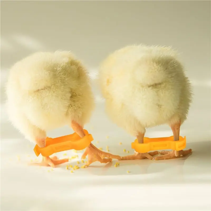 【Artículos calientes】 24 Uds. Tirantes para piernas de pollito de bebé, huecos para piernas de pollito de bebé, bandas para piernas de aves de corral, tirantes para aficionados de pollo