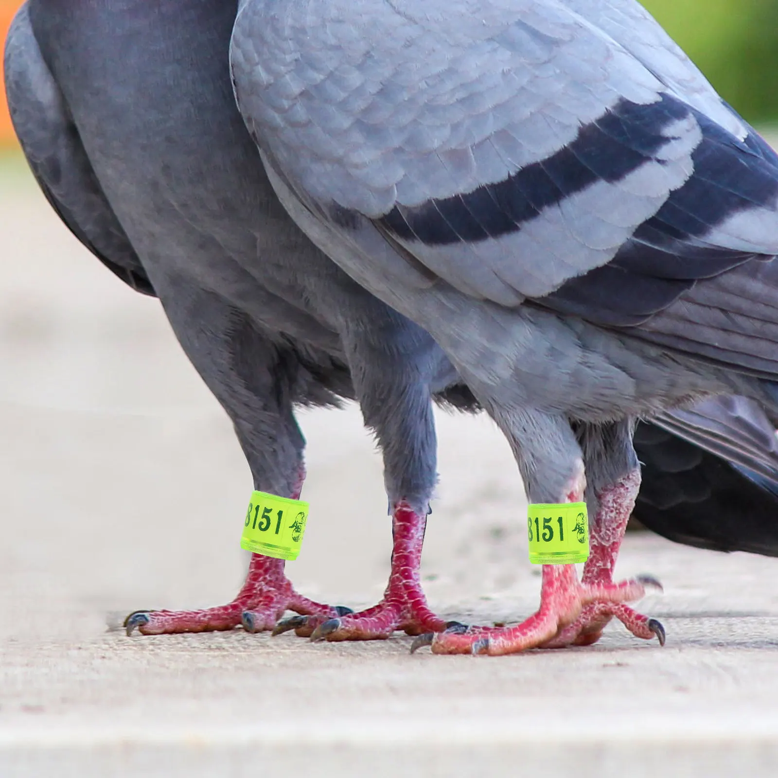100Pcs Aluminum Bird Foot Rings for Homing Pigeons Chicken Coops Poultry Identification Leg Bands Color Coded Marking Tool