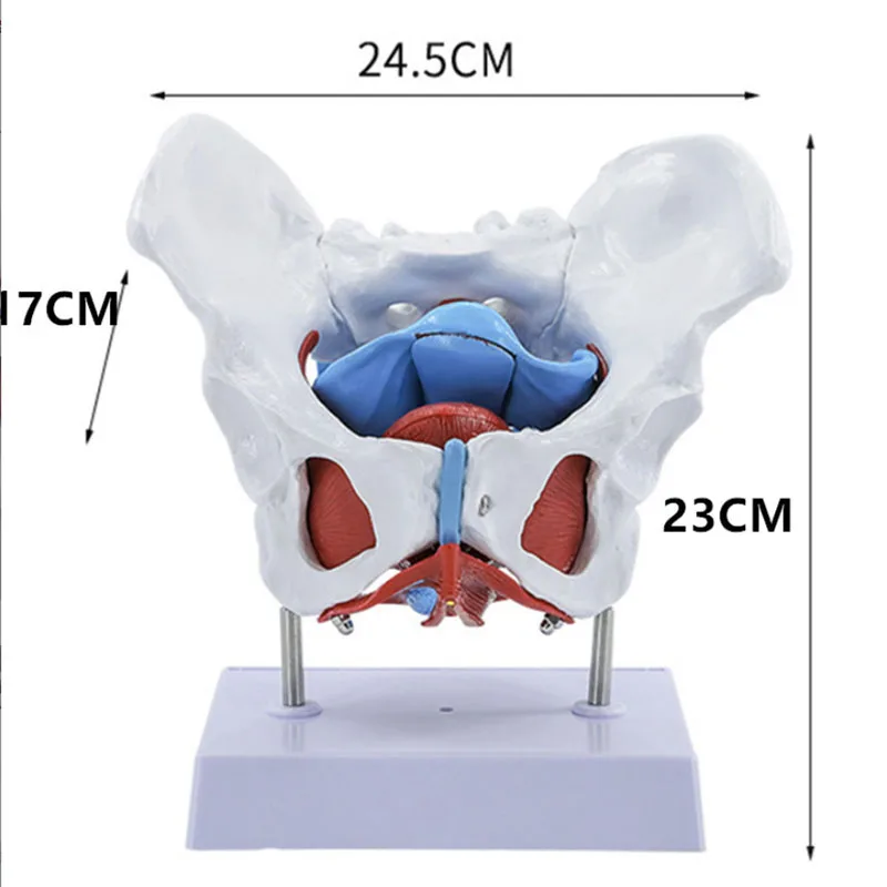 Female Pelvis Pelvic Floor Muscle Model Uterus Ovary Muscle Teaching Resources Educational Supplies Removable New