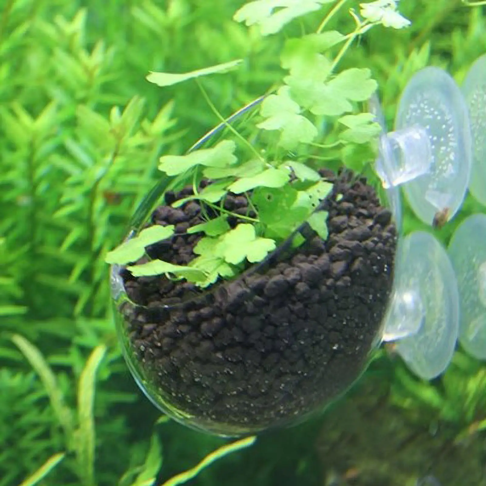 Aquarium Plant Cup Holder Aquatic Planter Fish Tank Holder Tank Decor Glass Aquatic Plant Cups with Suction Cups for Aquarium