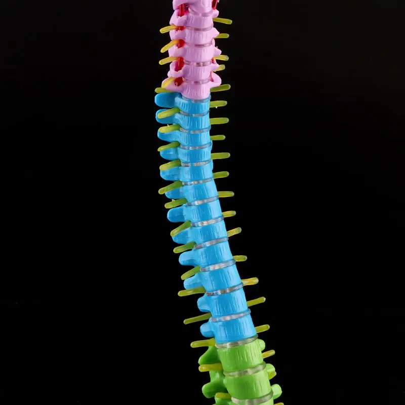 2022 New 45cm Removable Human Spine Model Spinal Column Vertebral Lumbar Curve Anatomical Medical Teaching Tool