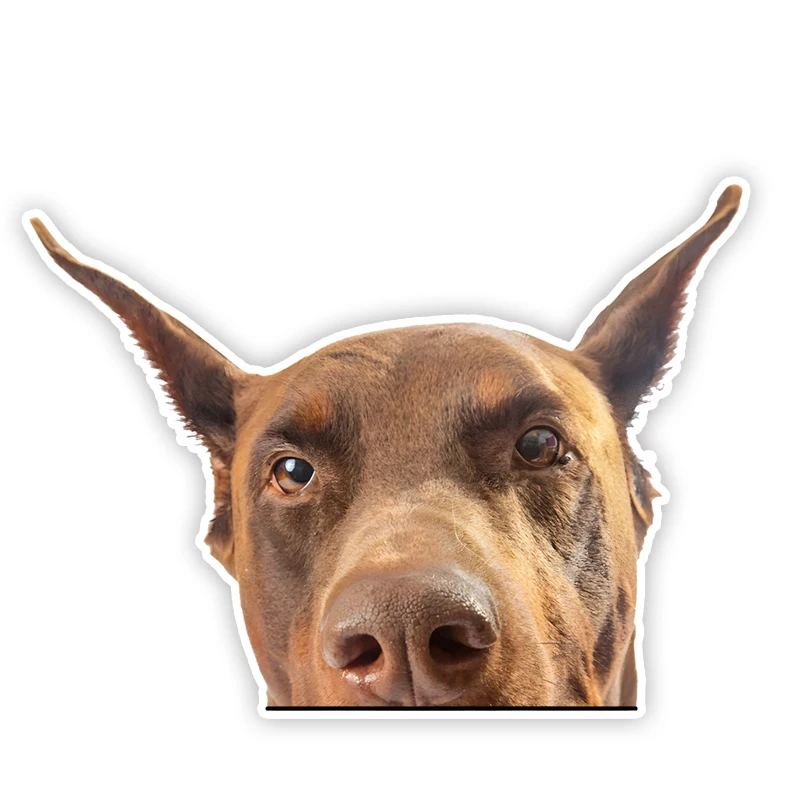 DK315# Doberman Pinscher Cute Animal Car Decals Bumper Window Stickers Car Accessories Waterproof Vinyl Material