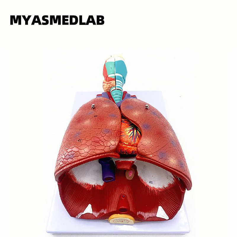 

Larynx and Lung Model Human Respiratory System Model Anatomy Medical Teaching of Respiratory System Organs