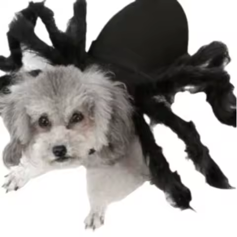 Halloween Pet Clothes Spider Transformation Dog Clothes Cat Clothes Pet Transformation Funny Costumes Puppy Clothes Dogs Clothes