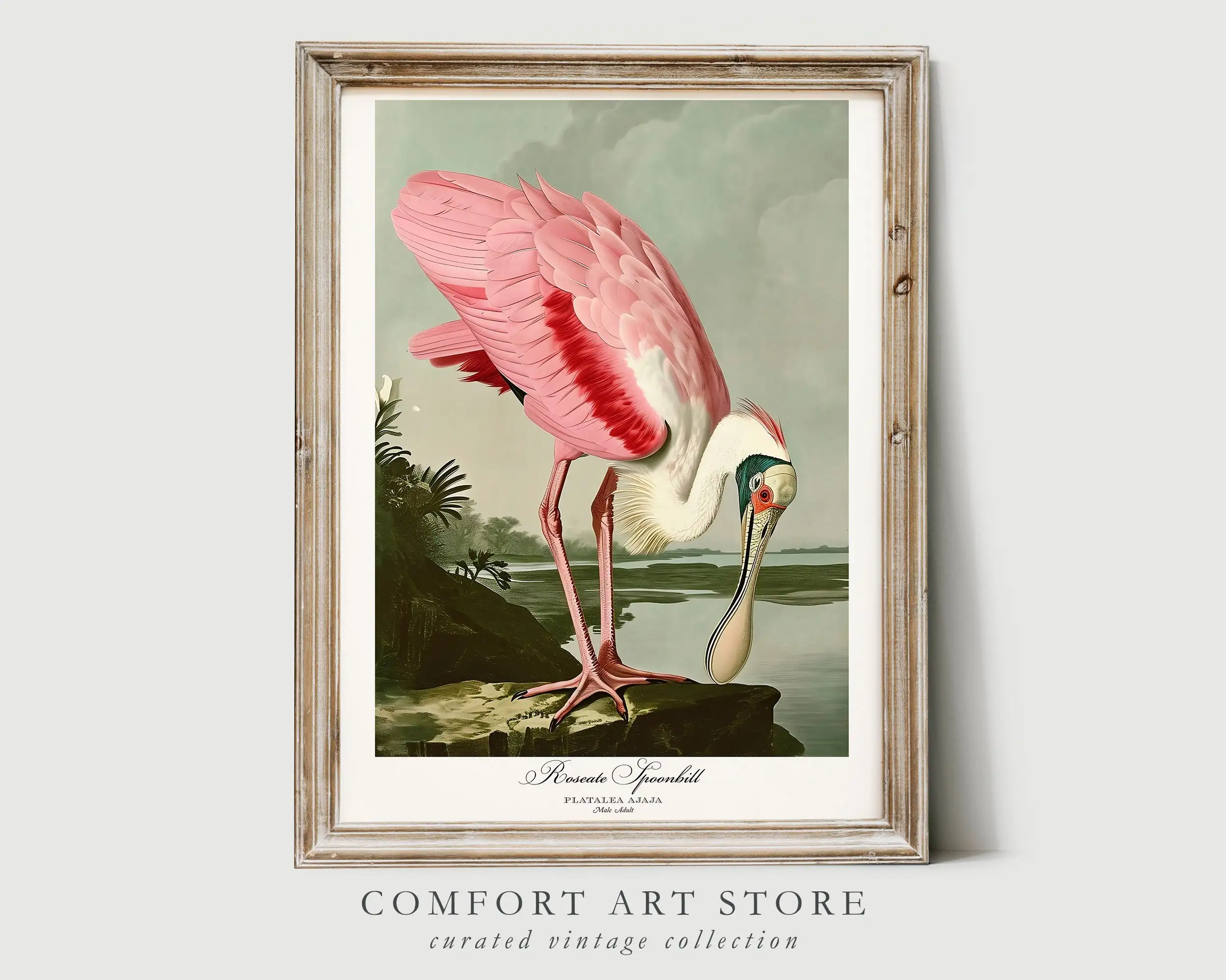 Vintage Audubon Style Bird American Flamingo Bonapartian Gull Poster Print Wall Art Pictures Canvas Painting Room Home Decor