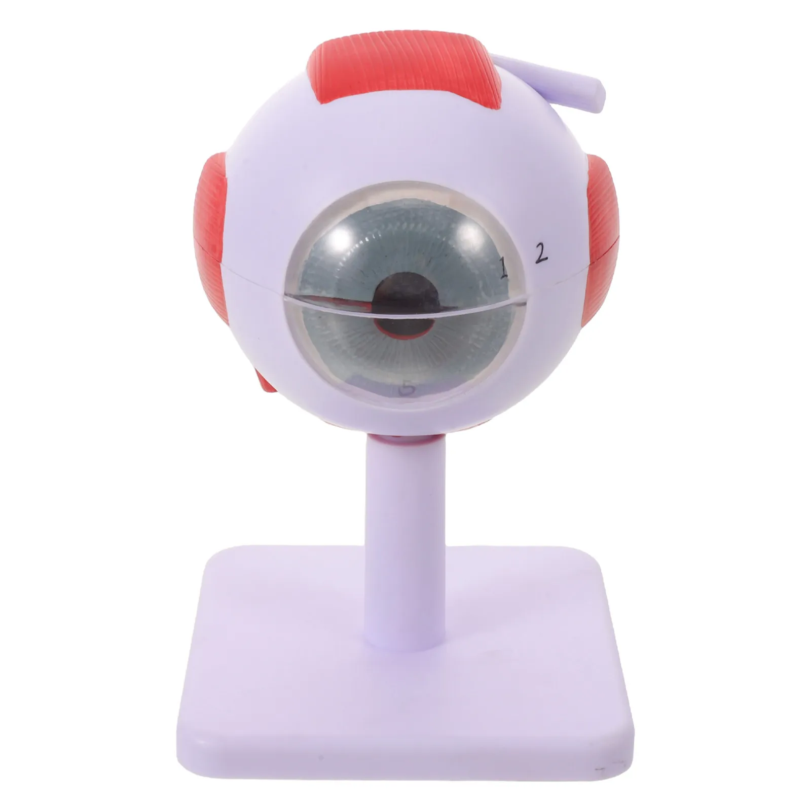 Human Eye Anatomical 3X Enlarged Clear Layers Science Classroom Eye Anatomy Study Human Eyeball Dissectible Biology Lab Practice