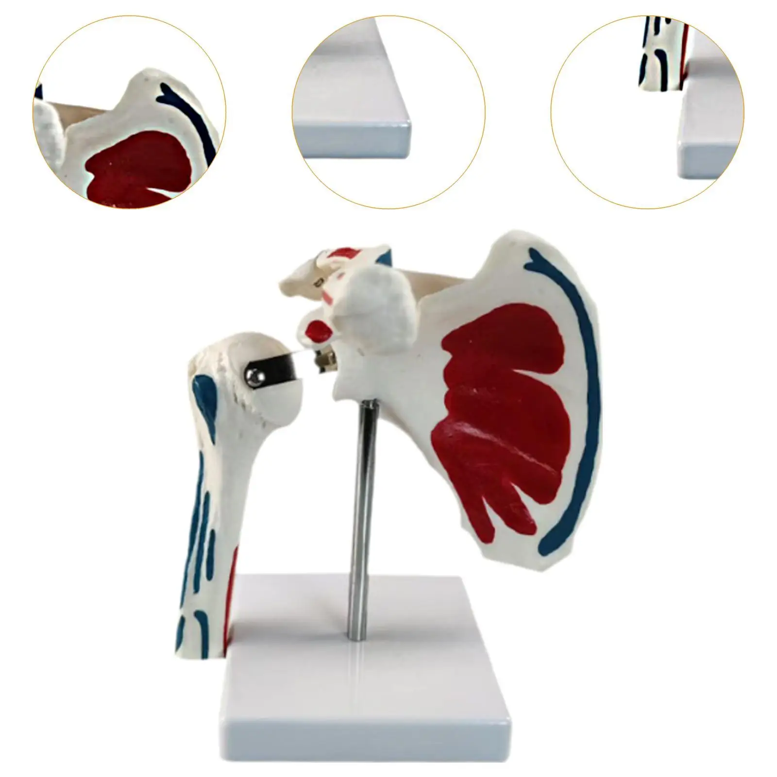 Human Shoulder Joint Model Insertion Points with Ligaments with Stand Muscle Origin Teaching Aid for Classroom School Study