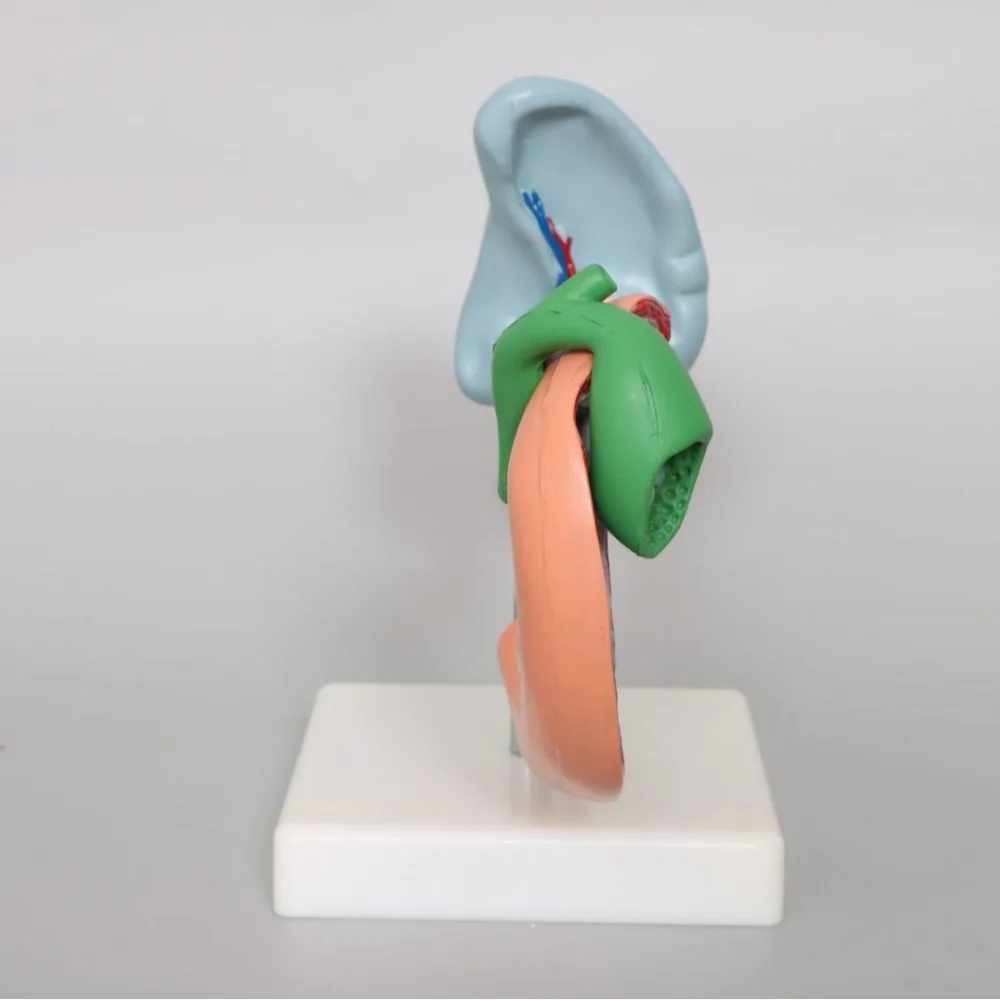 Medical Anatomy Life Size Anatomical Pancrea model Human Pancreas Model Duodenum Spleen Pathological Learning