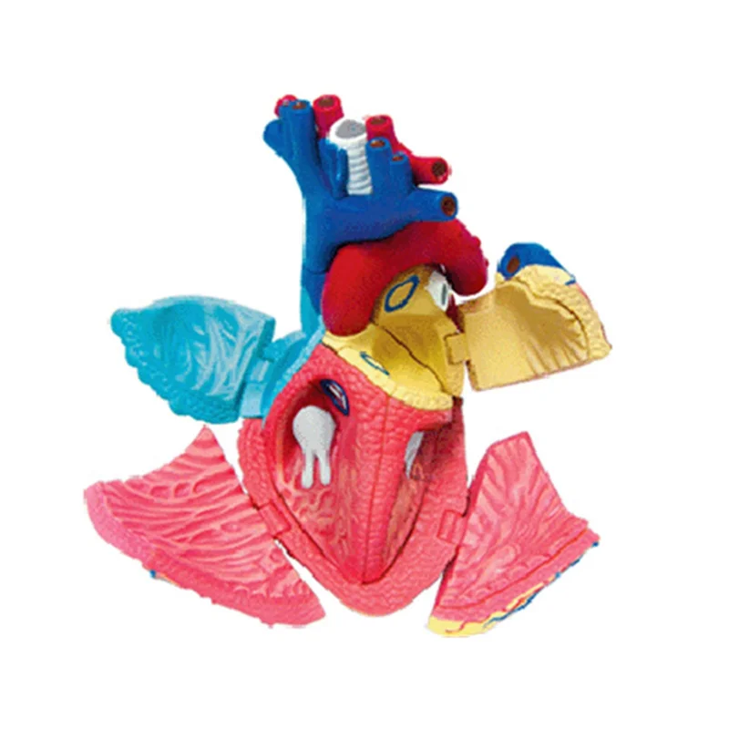 Populair menselijk lichaamsmodel Verwijderbare onderdelen Onderwijsorganenmodel (hartmodel)