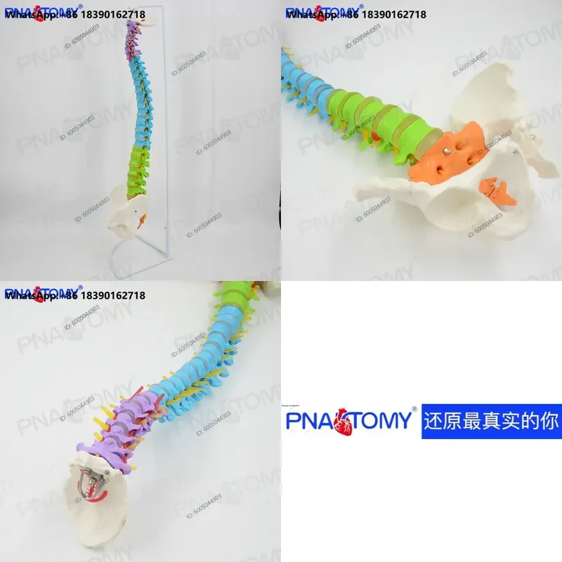 1:1 Color Human Whole Spine Orthopedic Pelvic Skeleton Model for Massage Practice