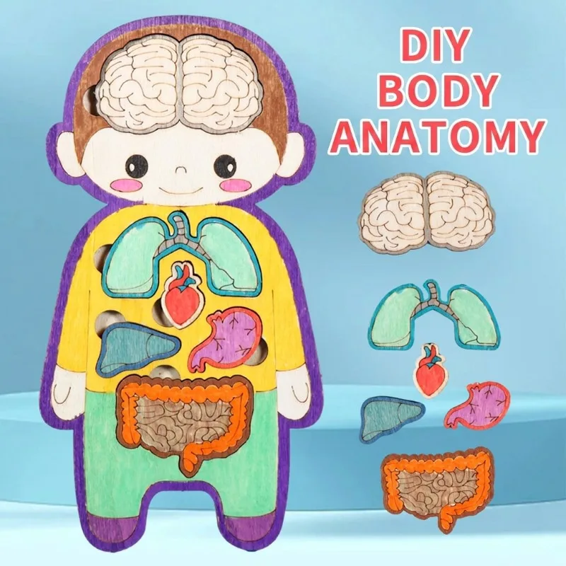 

Kindergarten Human Body Cognition Puzzle DIY Science Making Material Student Experiment Handcraft Educational Learning Teaching