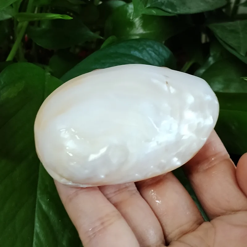 Polished Mother of Pearl Shells Natural White Jade Shell Beach Wedding Decoration for Home Aquarium DIY Jewelry Making Material