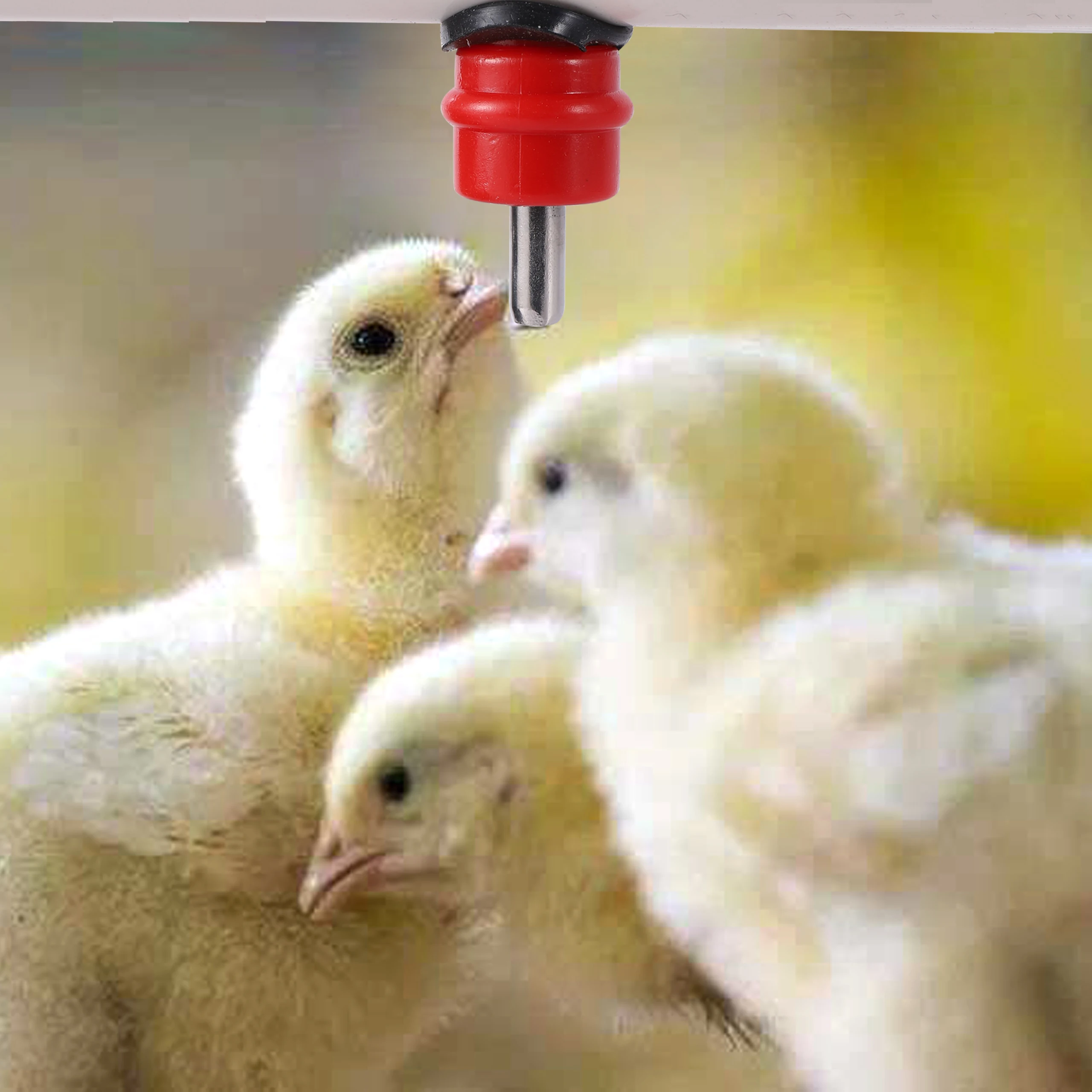 Chicken Nipple Drinker Chicken Quail Pigeon Bird Automatic Waterer Nipple Drinkers 360 Angle Poultry Feeding Supplies 5/10 Pcs