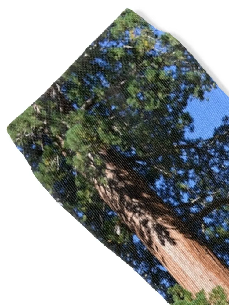 Giant sequoia trees in Sequoia National Park Socks