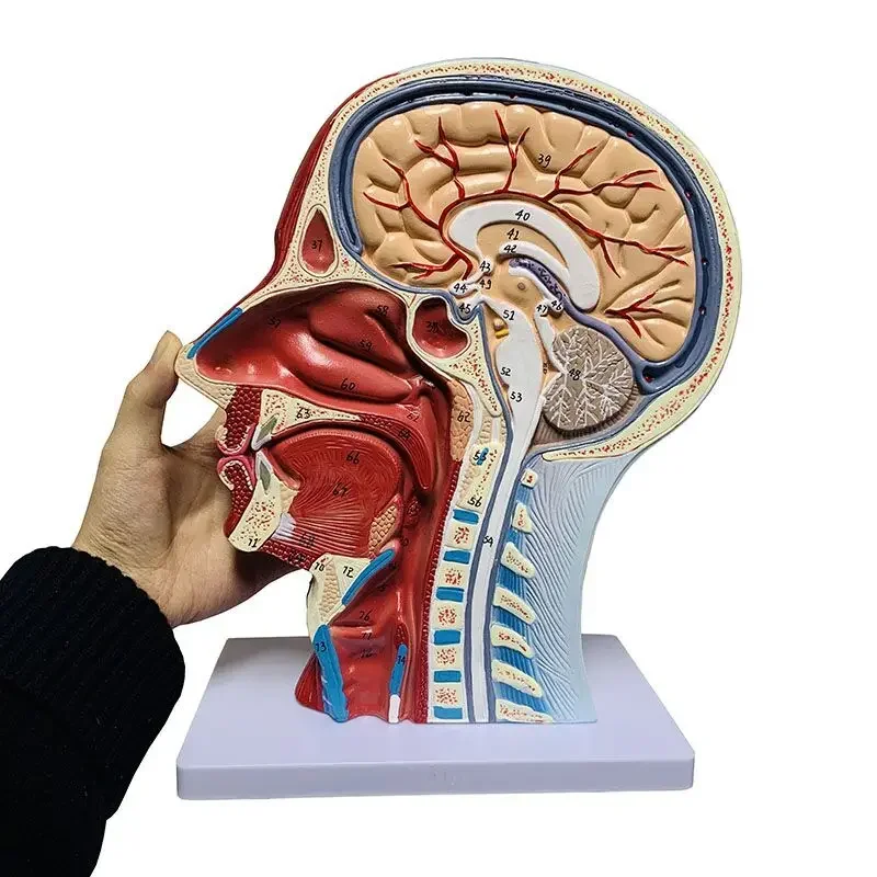 y human, skull with muscles and neurovascular, head part brain, human anatomy model. School Medicine Teaching