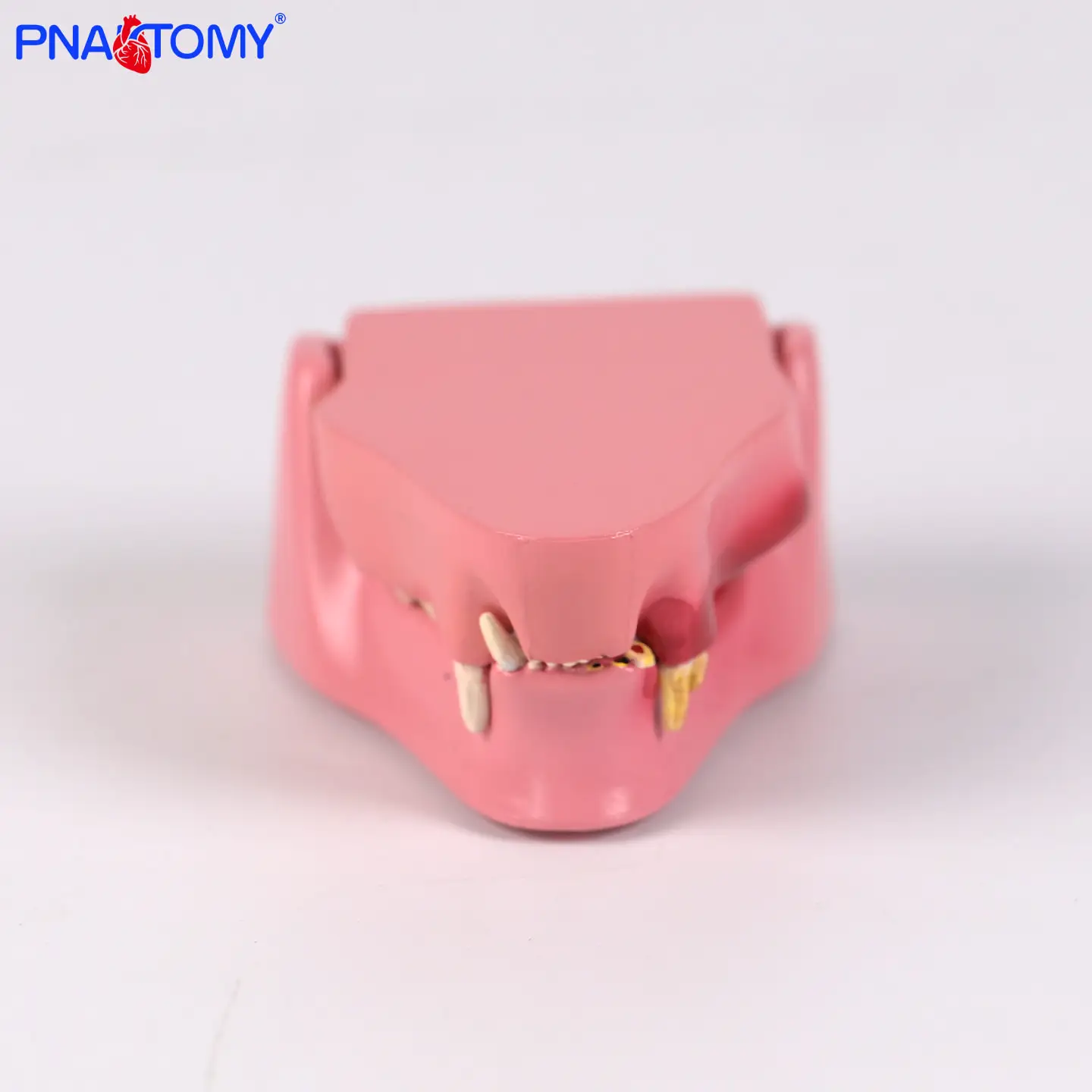 

Cat Tooth Model Cat Oral Cavity Pathological Oral Cavity of Cats Cat Tooth Decay